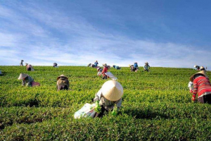 Людська діяльність - види, приклади та роль Людська діяльність - види, приклади та роль